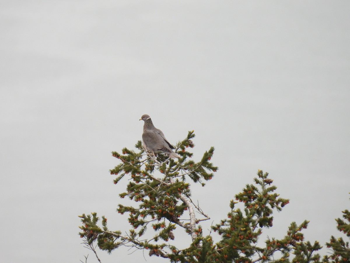 Band-tailed Pigeon - Jody  Wells