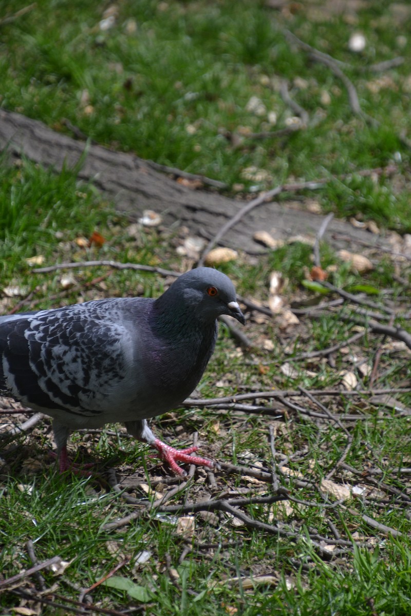 Rock Pigeon (Feral Pigeon) - ML618063665