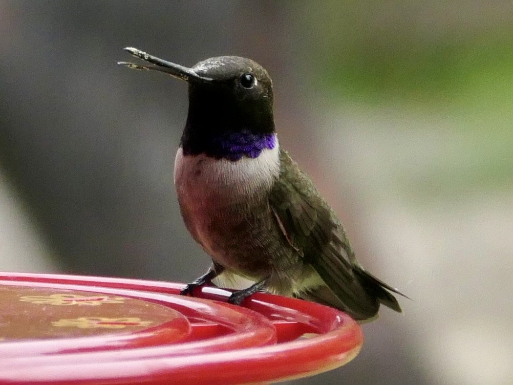 Black-chinned Hummingbird - Stephanie  Hess