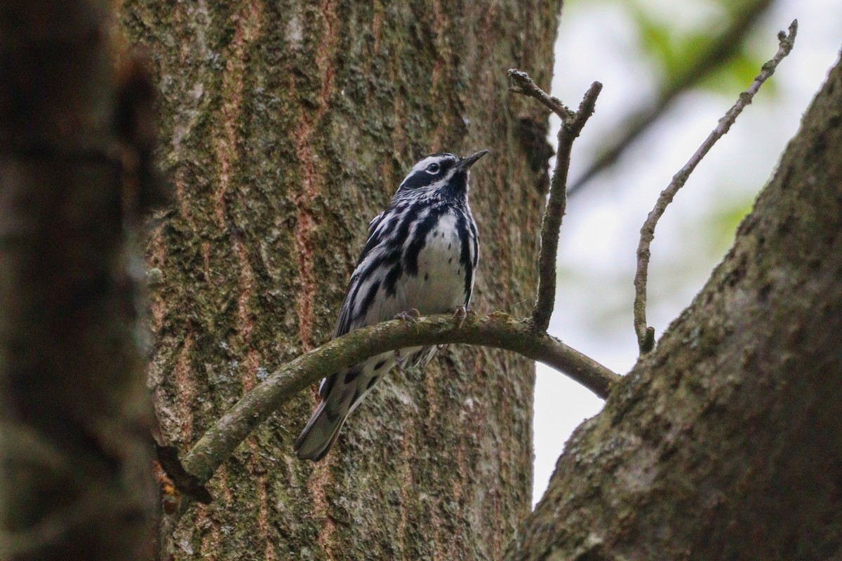 Black-and-white Warbler - ML618063694
