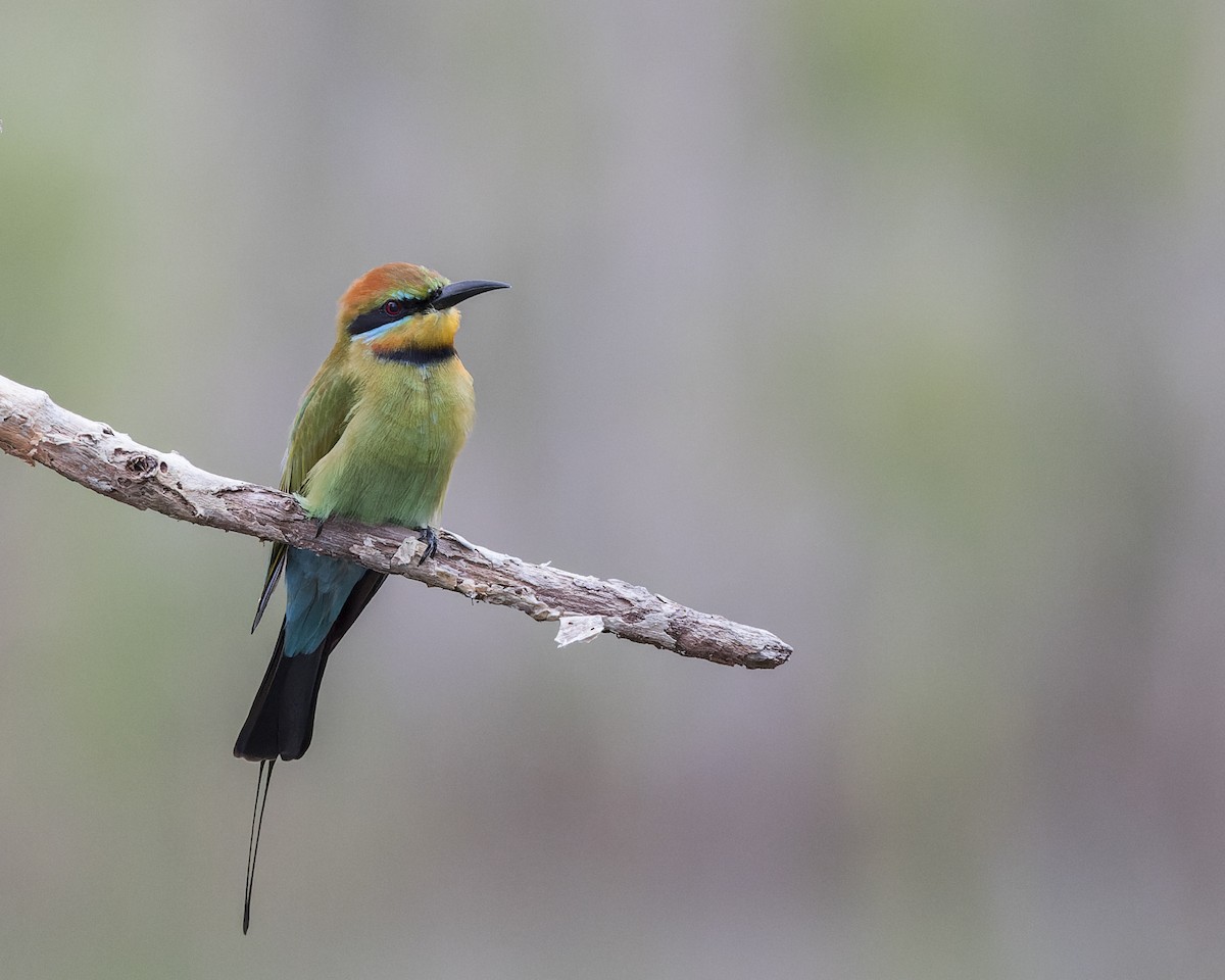 Rainbow Bee-eater - Dana Cameron