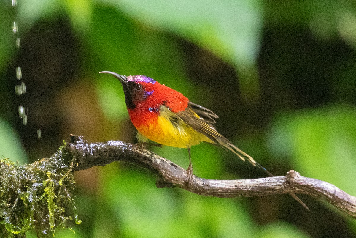 Mrs. Gould's Sunbird (Scarlet-breasted) - ML618063722