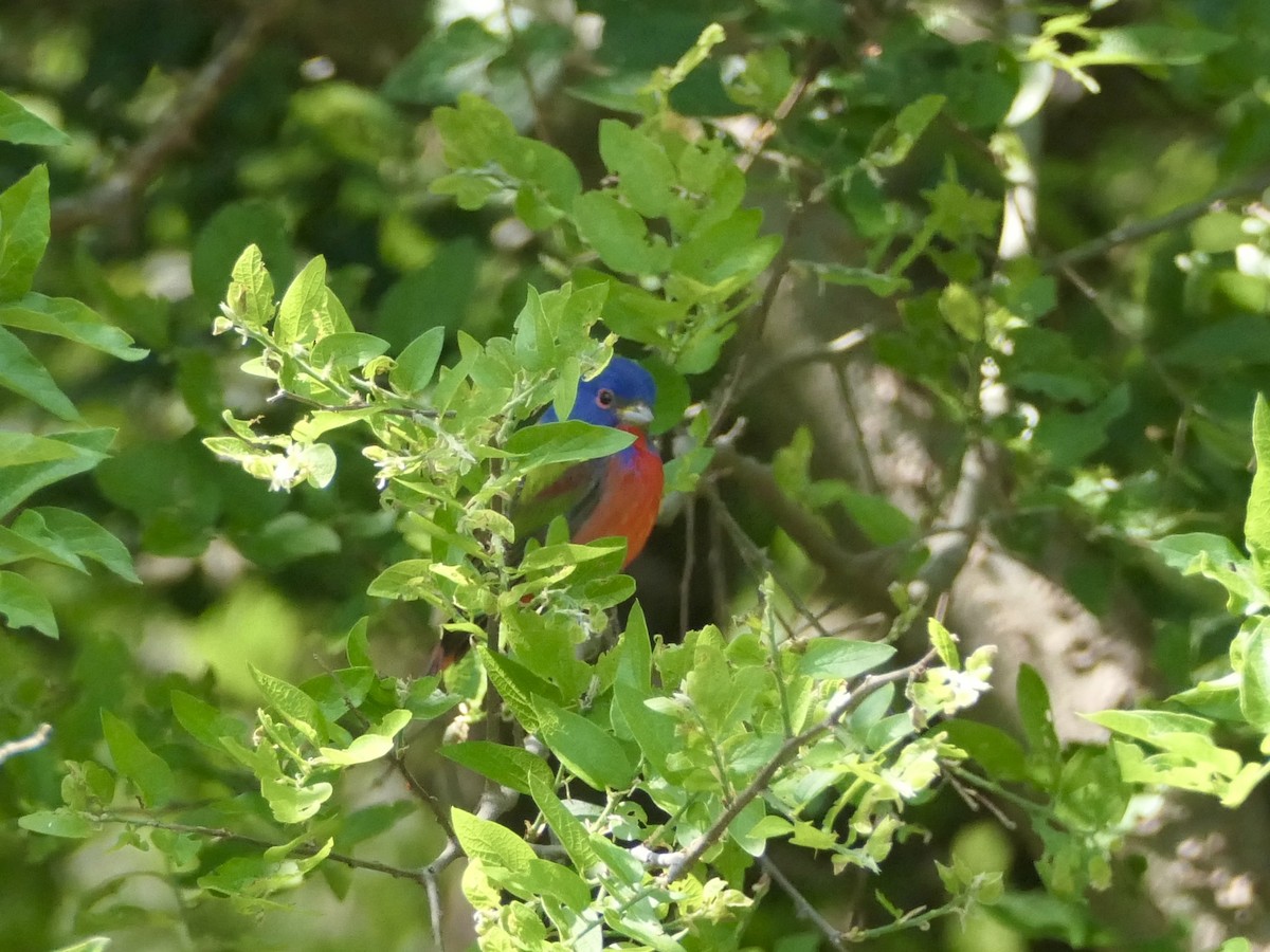 Painted Bunting - ML618063761
