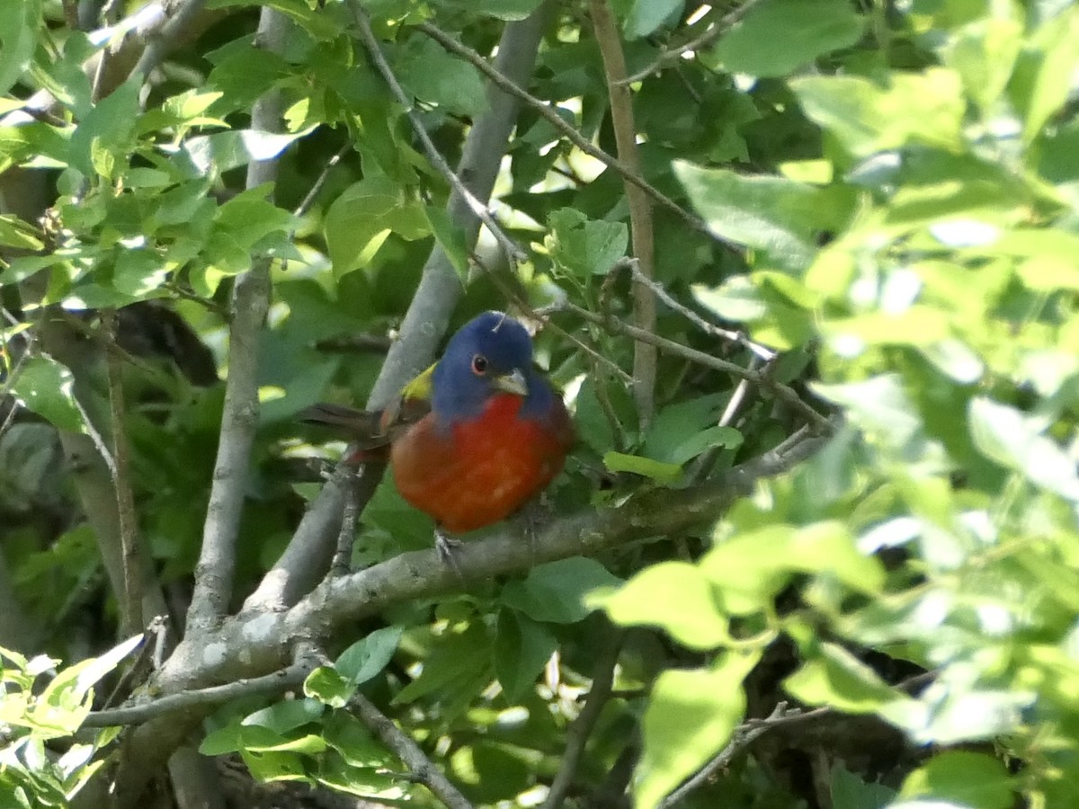 Painted Bunting - ML618063762