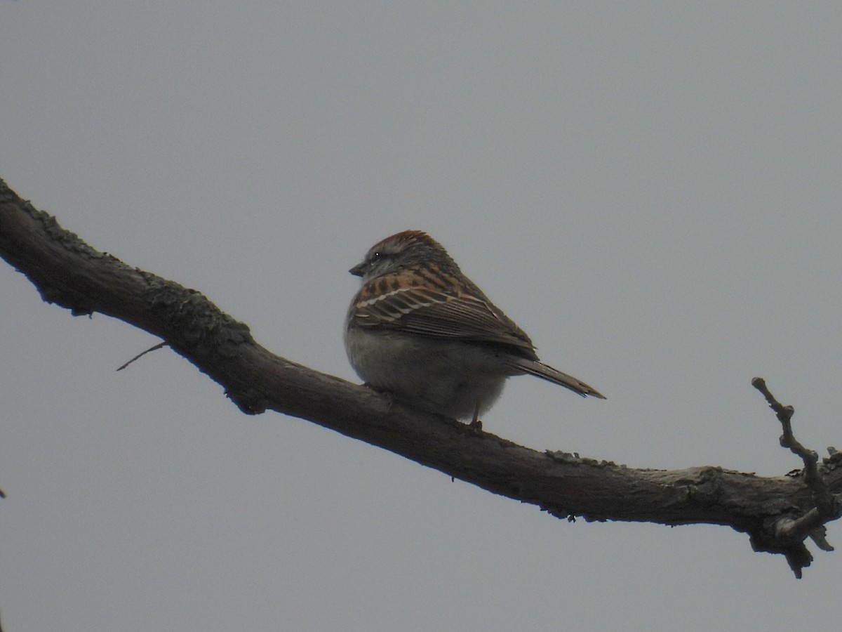 Chipping Sparrow - ML618063790