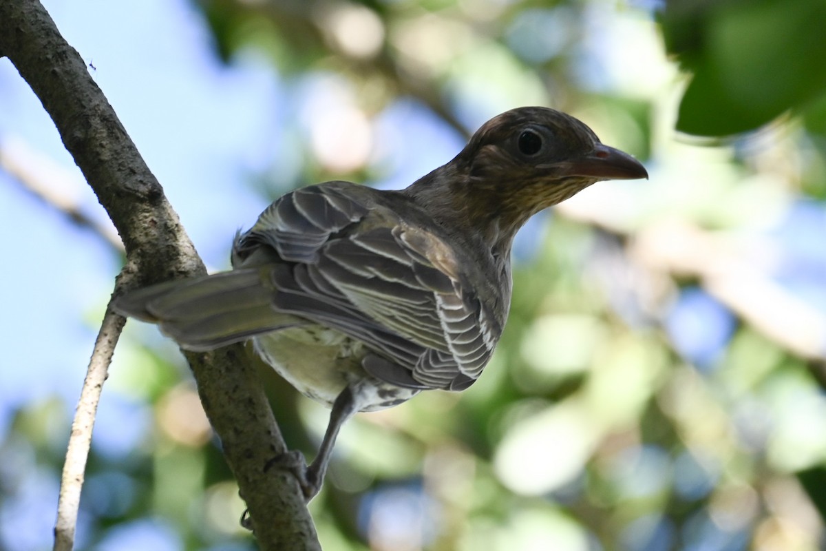 Australasian Figbird - ML618063810
