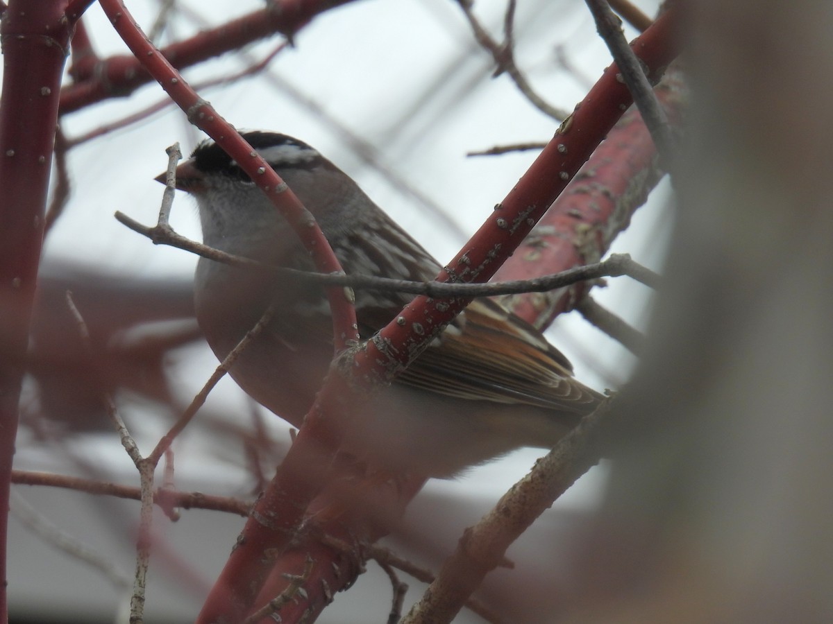 White-crowned Sparrow - Melody Walsh