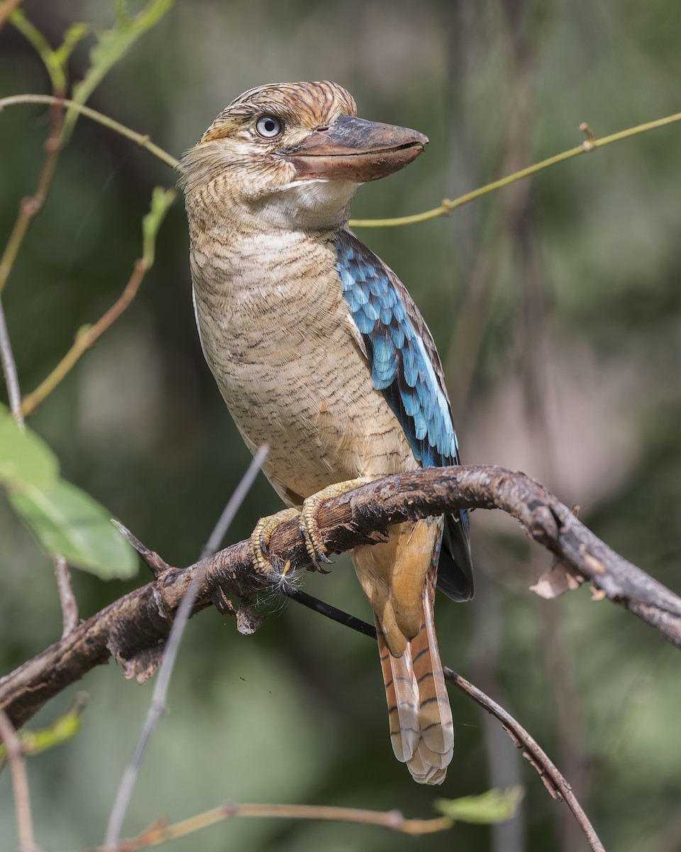 Blue-winged Kookaburra - Dana Cameron