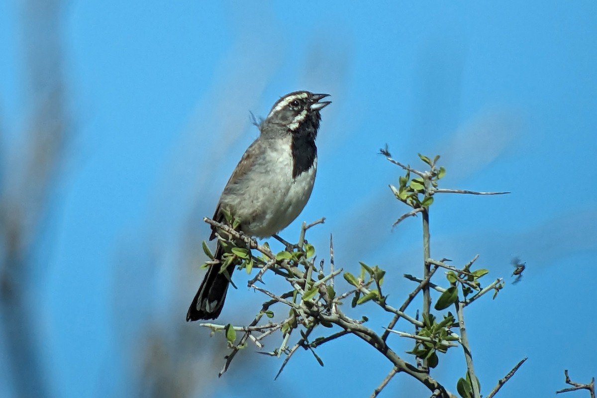 Black-throated Sparrow - ML618063833