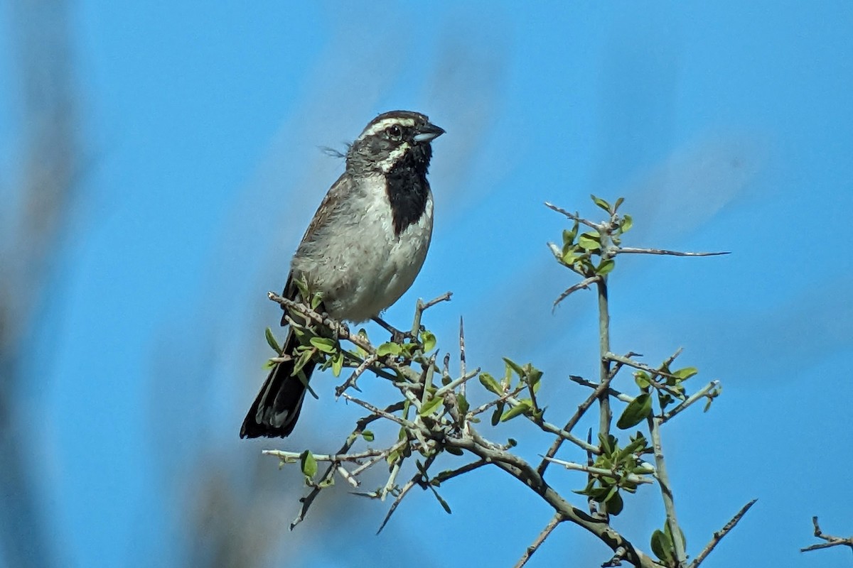 Black-throated Sparrow - ML618063834