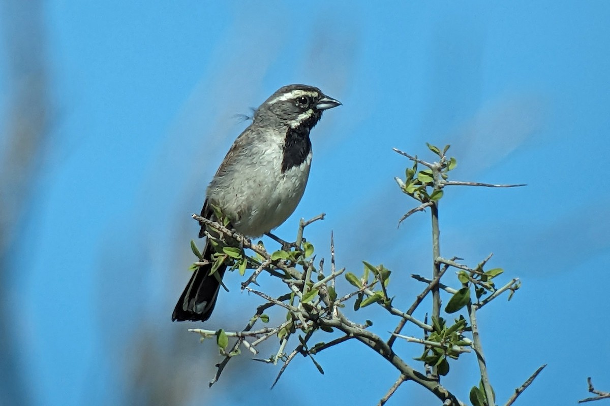 Black-throated Sparrow - ML618063835