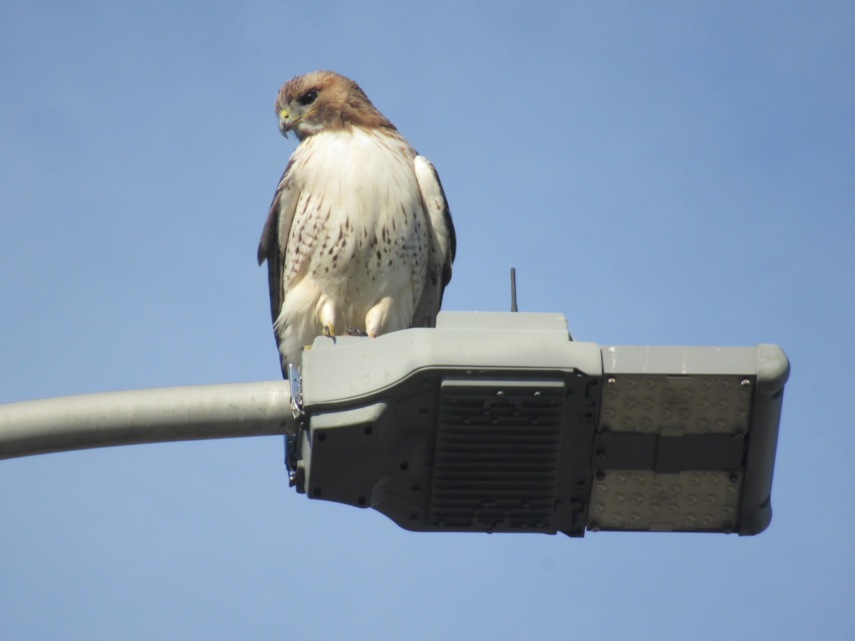 Red-tailed Hawk - ML618063858