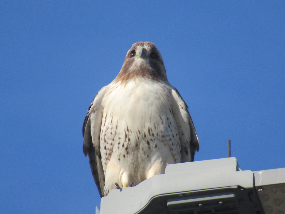 Red-tailed Hawk - ML618063861