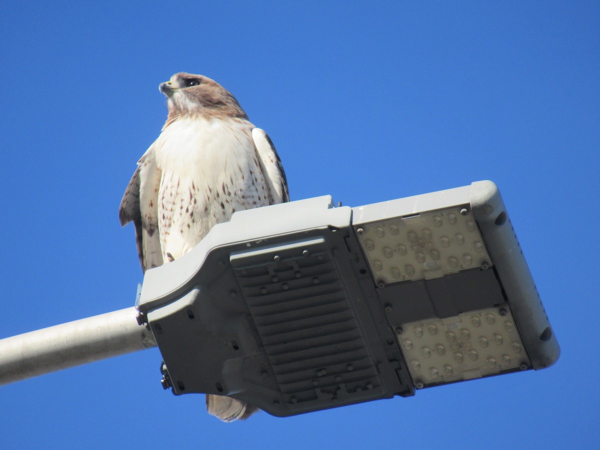 Red-tailed Hawk - ML618063862