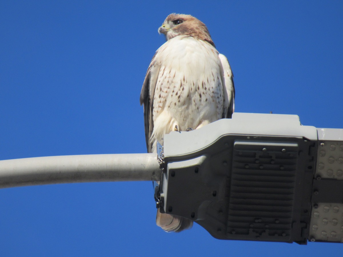 Red-tailed Hawk - ML618063864