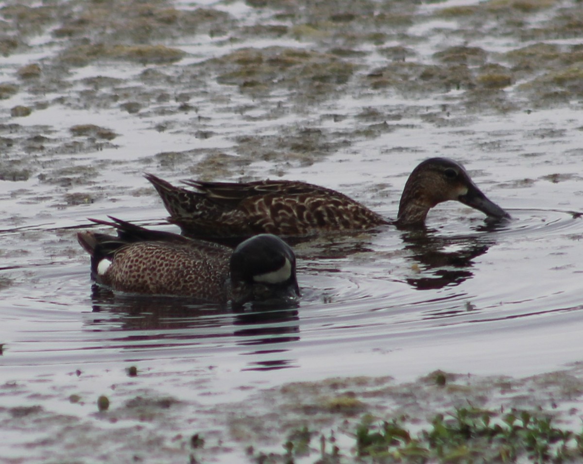 Blue-winged Teal - ML618063869