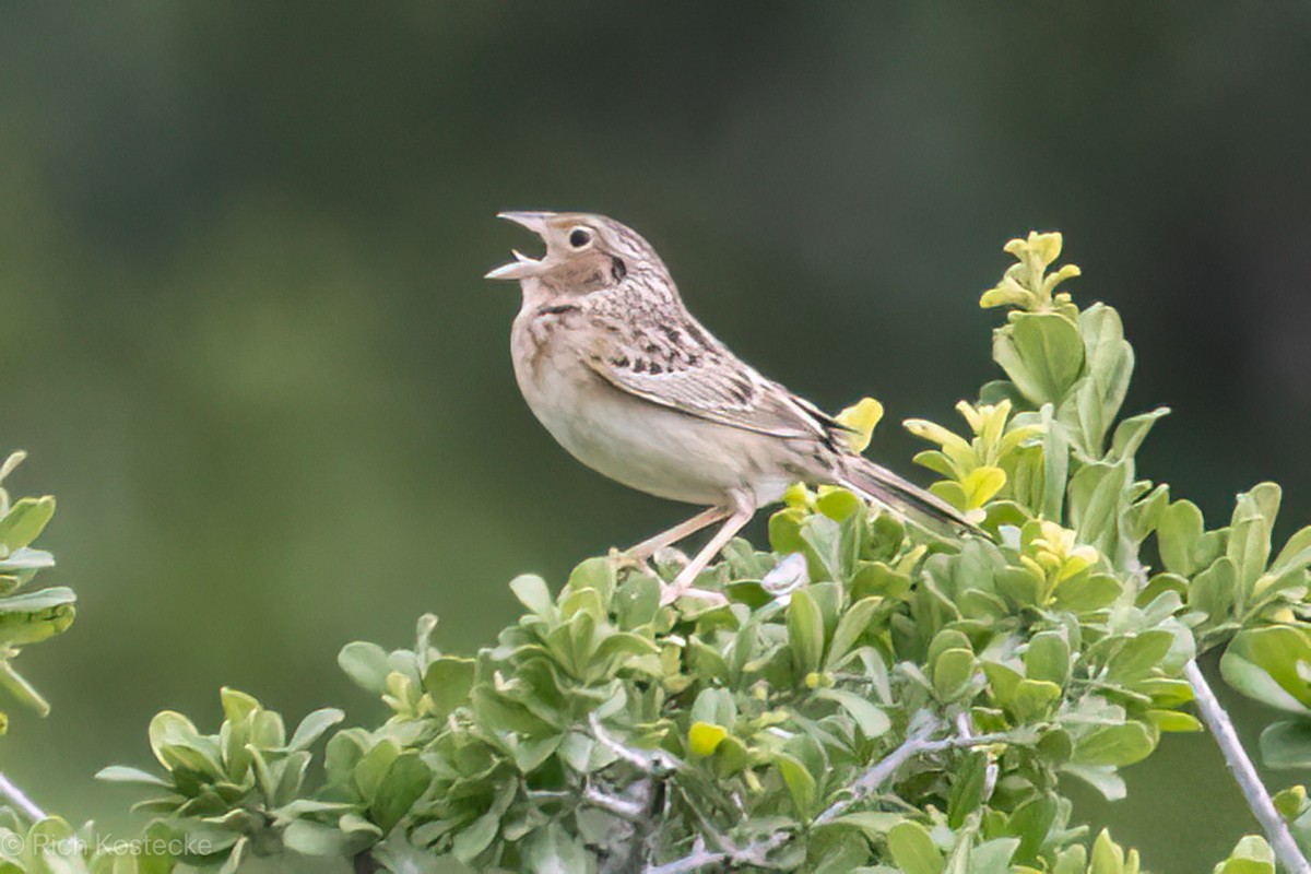 Grasshopper Sparrow - ML618063870