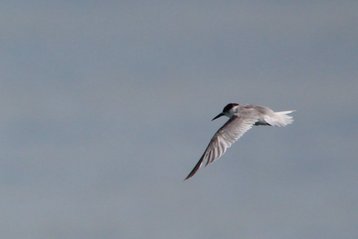 Little Tern - Lawrence Gardenhire