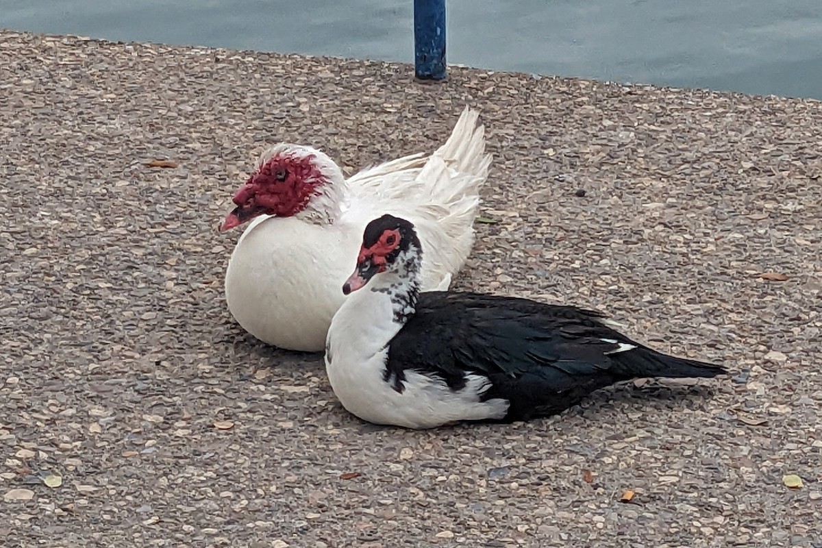 Muscovy Duck (Domestic type) - Richard Fray
