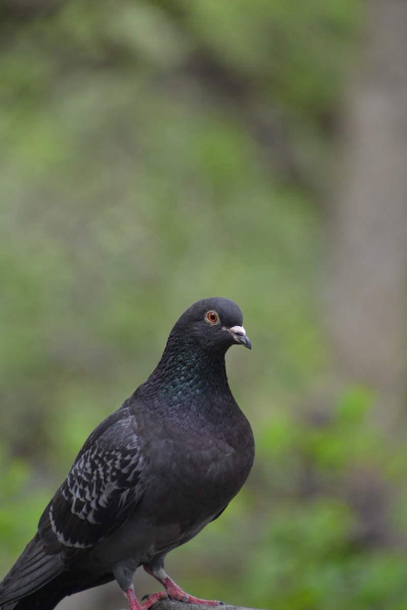 Rock Pigeon (Feral Pigeon) - Diego Segura