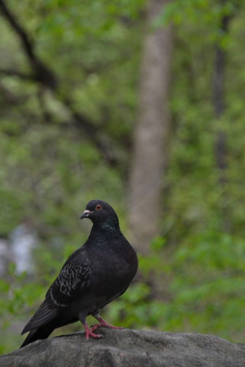 Rock Pigeon (Feral Pigeon) - Diego Segura