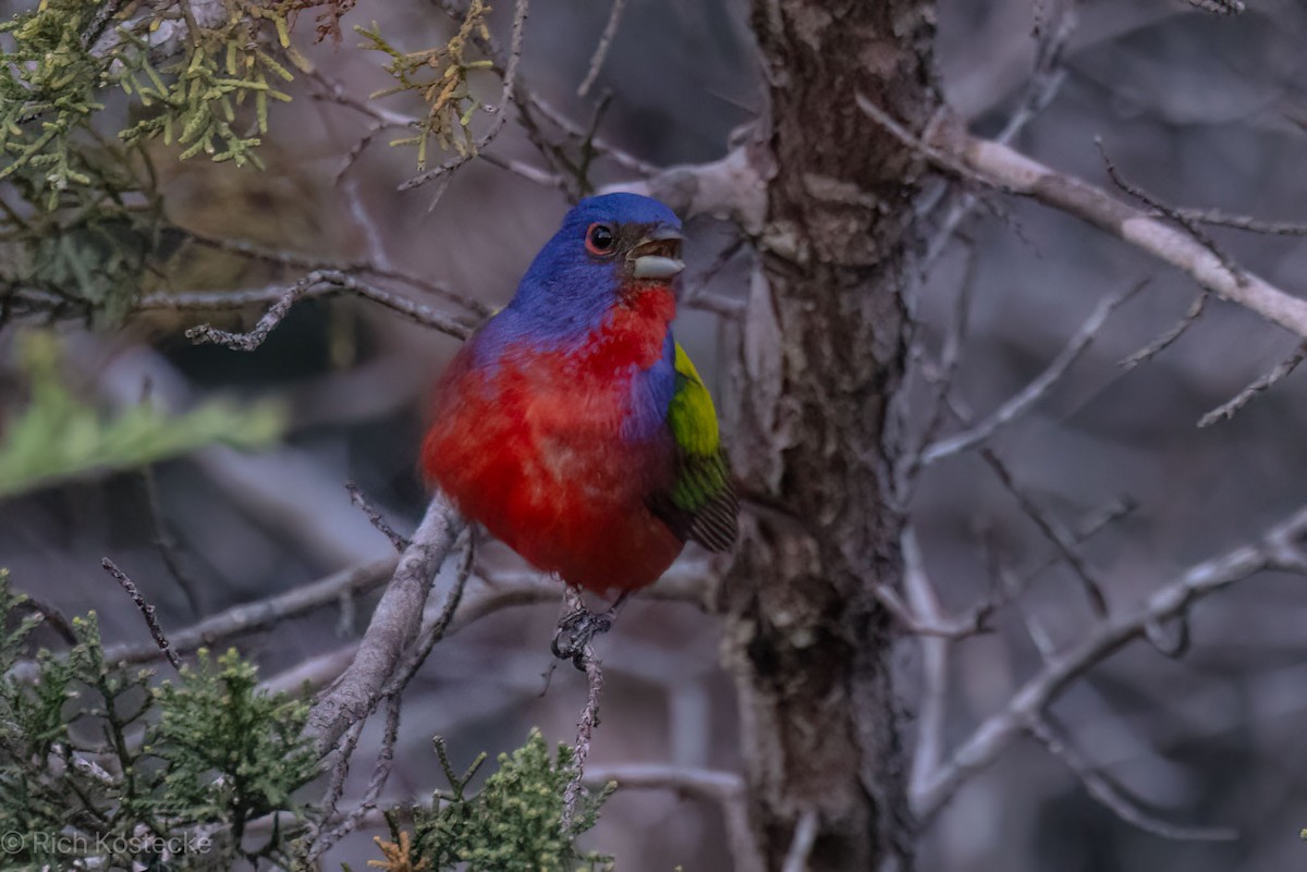 Painted Bunting - ML618063896