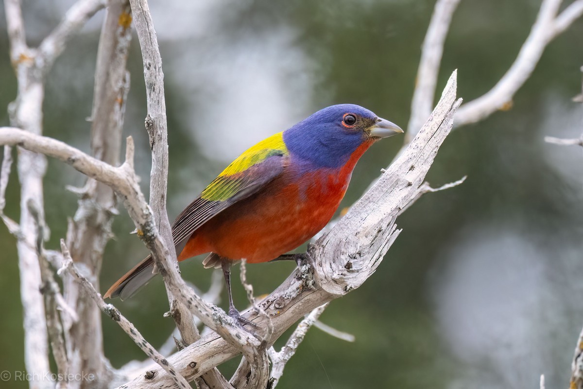 Painted Bunting - Rich Kostecke