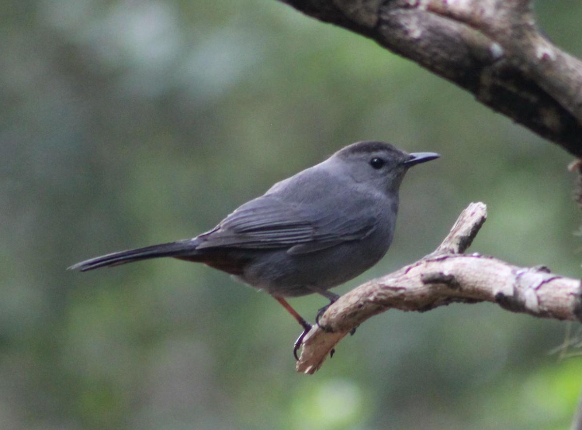 Gray Catbird - Anupa Doraiswami