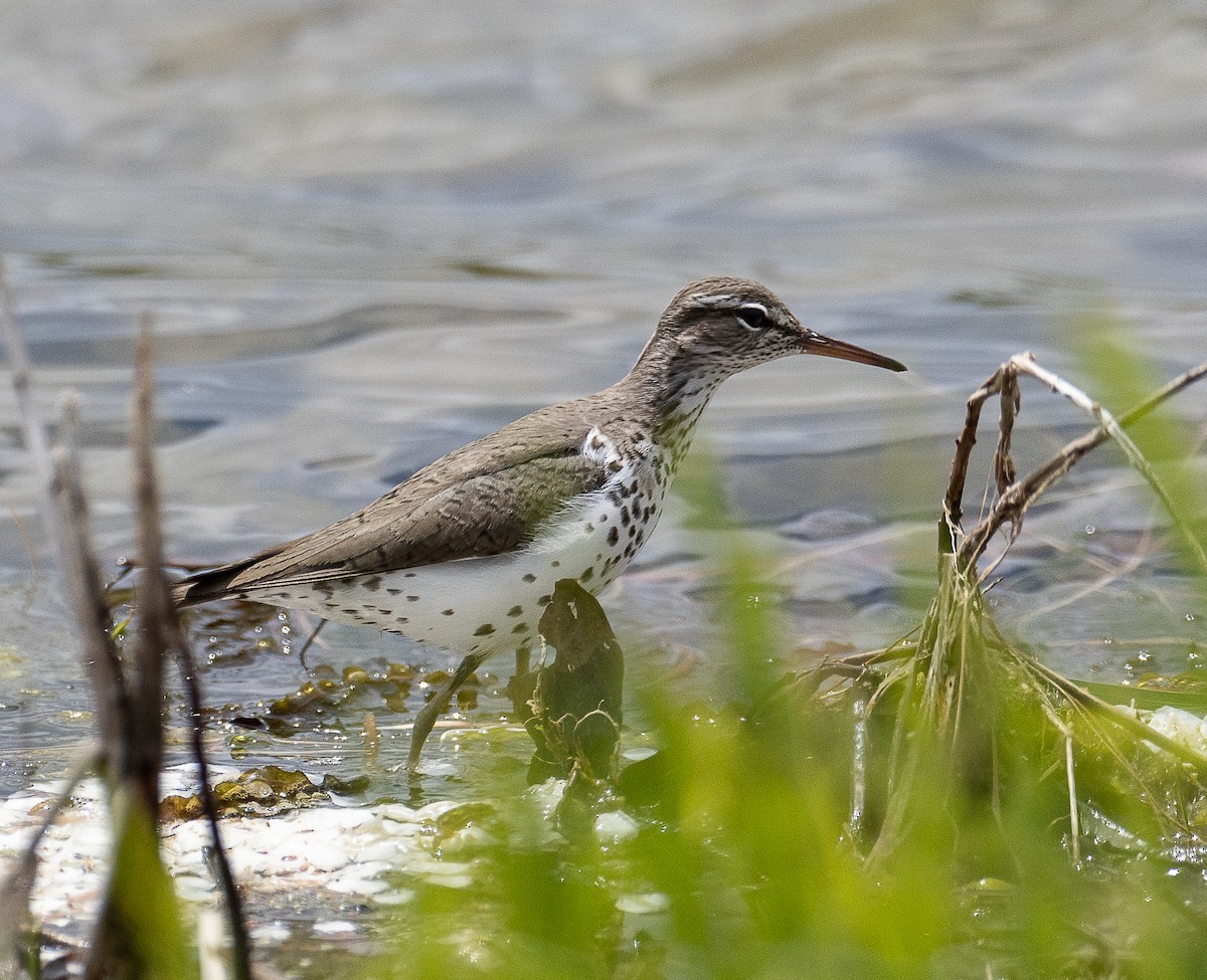 Spotted Sandpiper - Tom Younkin