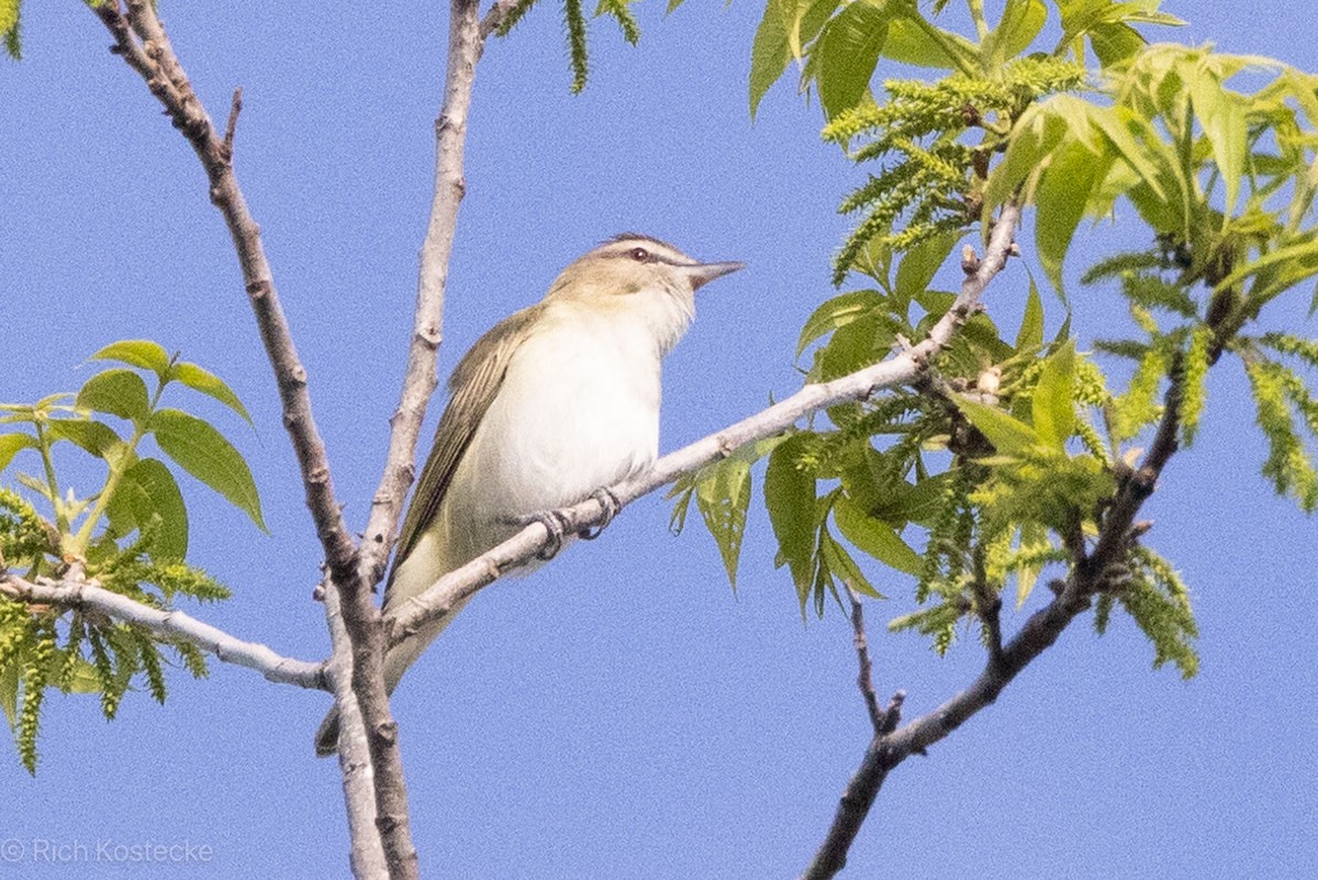 Red-eyed Vireo - Rich Kostecke