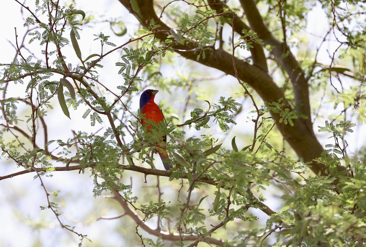 Painted Bunting - ML618063936