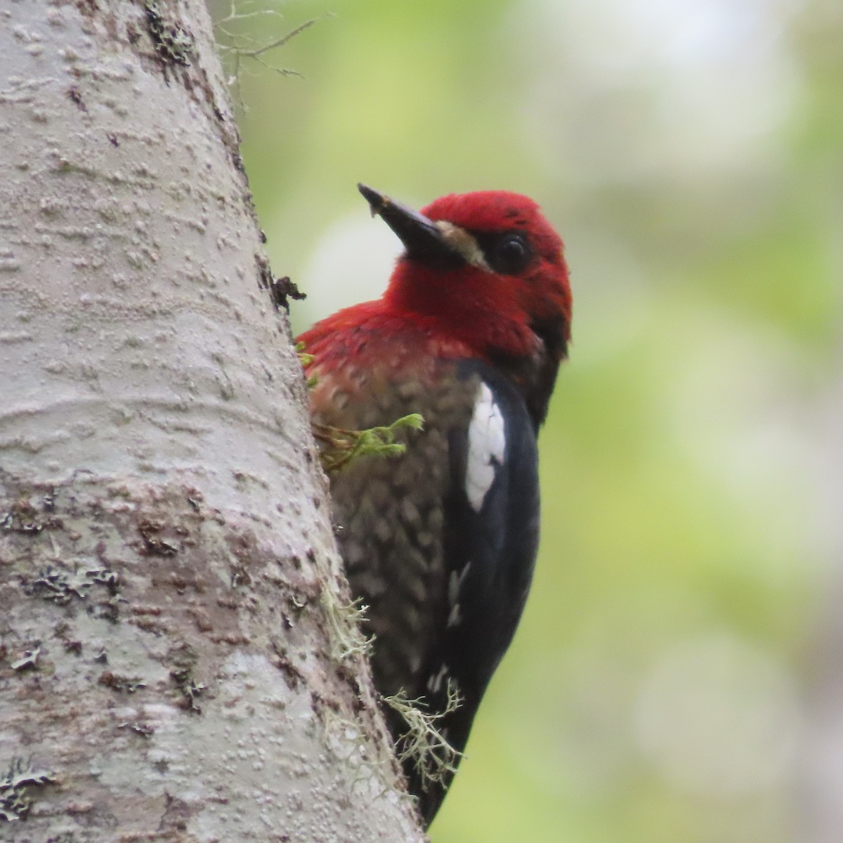 Red-breasted Sapsucker - ML618063941