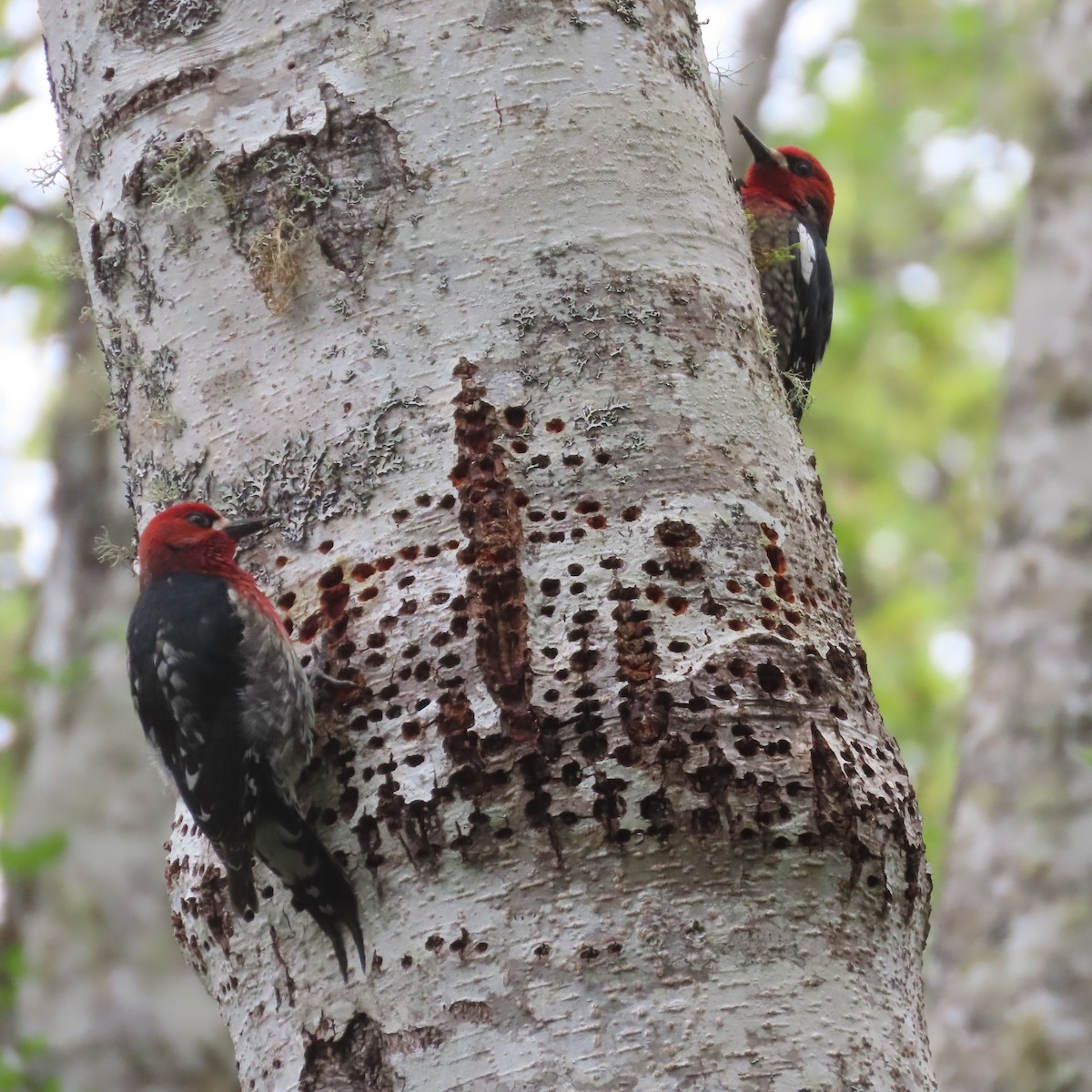 Red-breasted Sapsucker - ML618063944