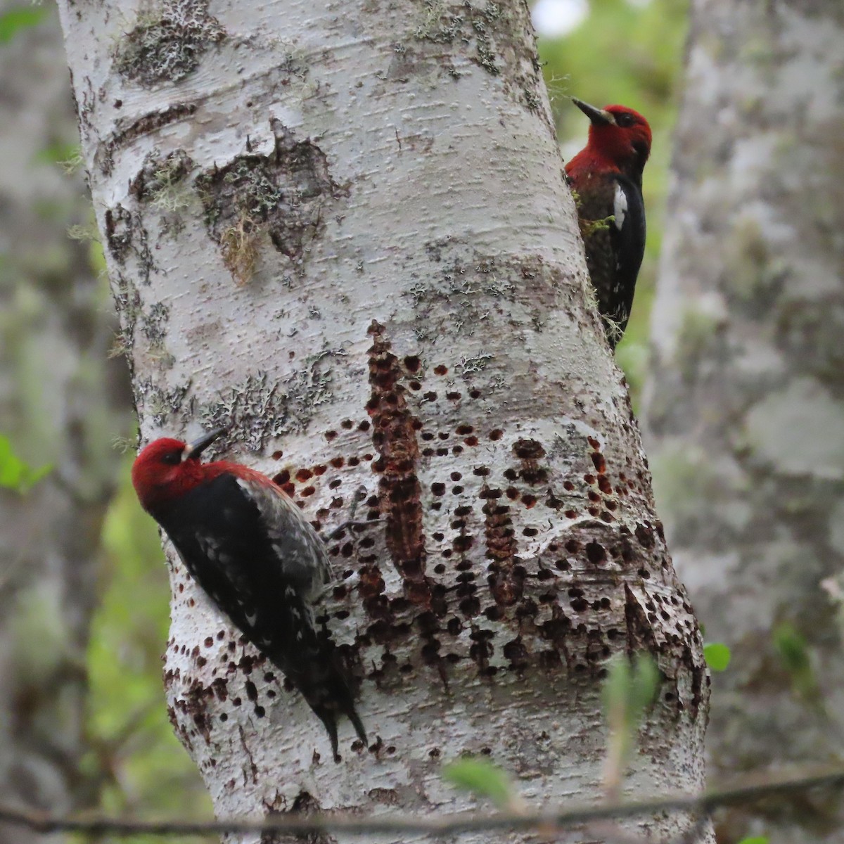 Red-breasted Sapsucker - ML618063945