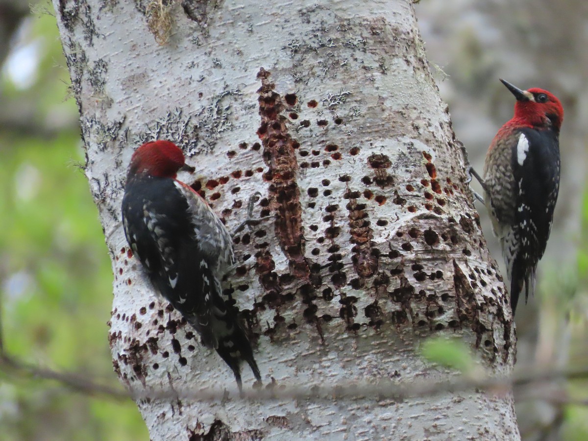 Red-breasted Sapsucker - ML618063946