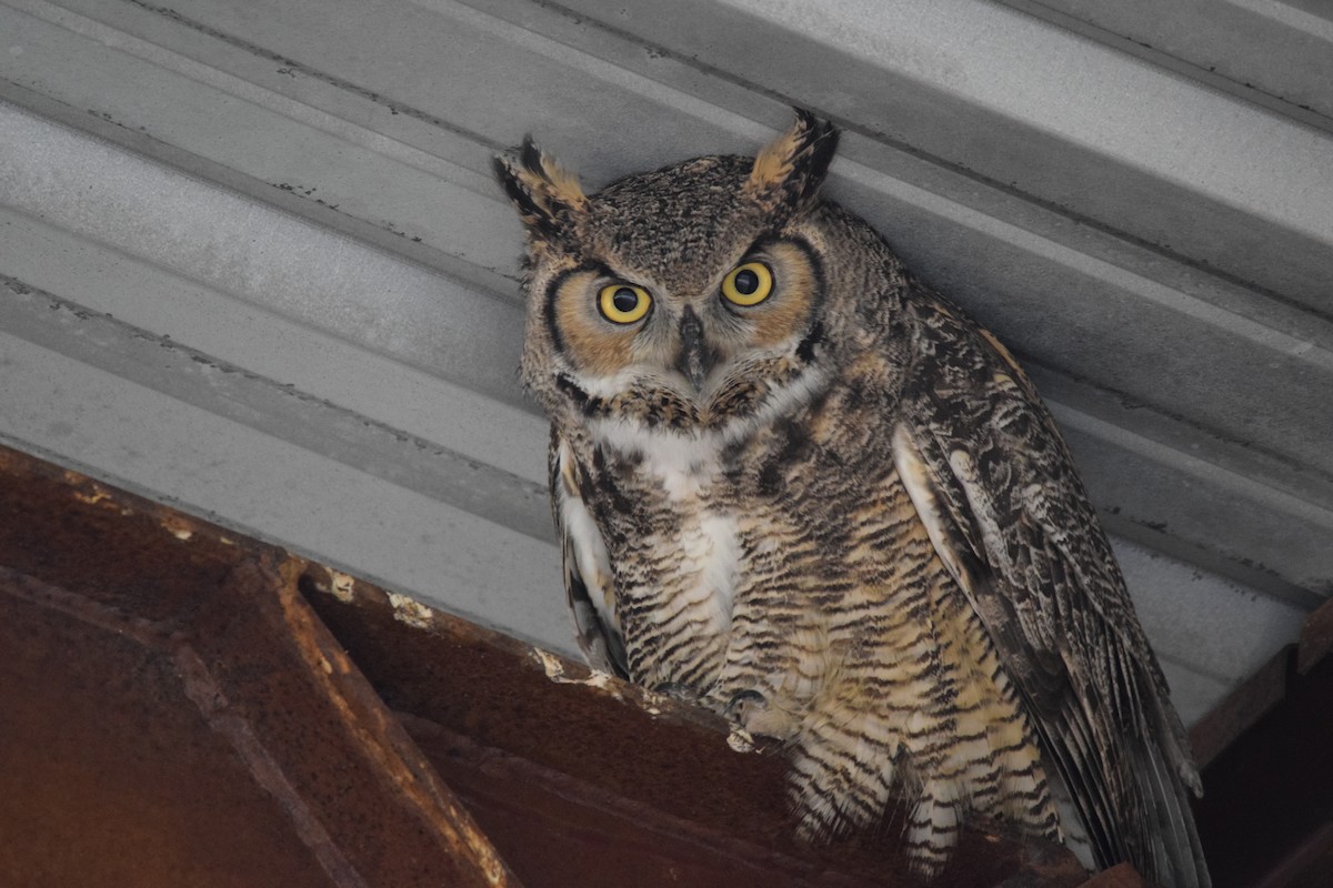 Great Horned Owl - ML618063960