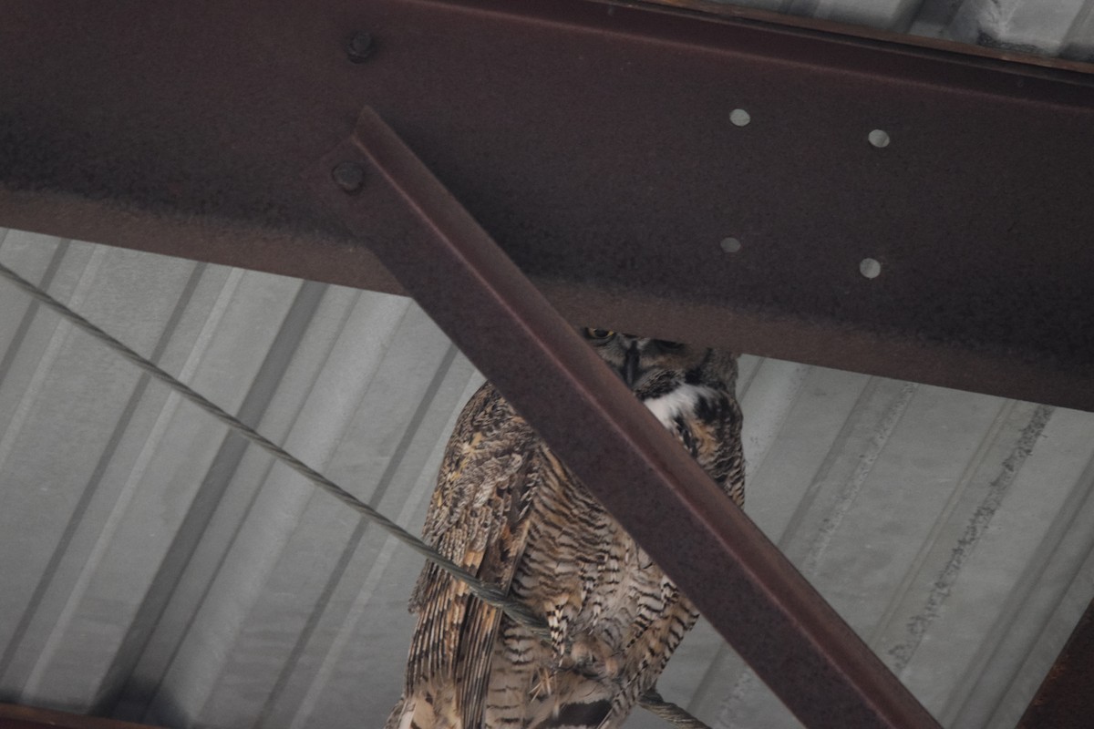 Great Horned Owl - ML618063961