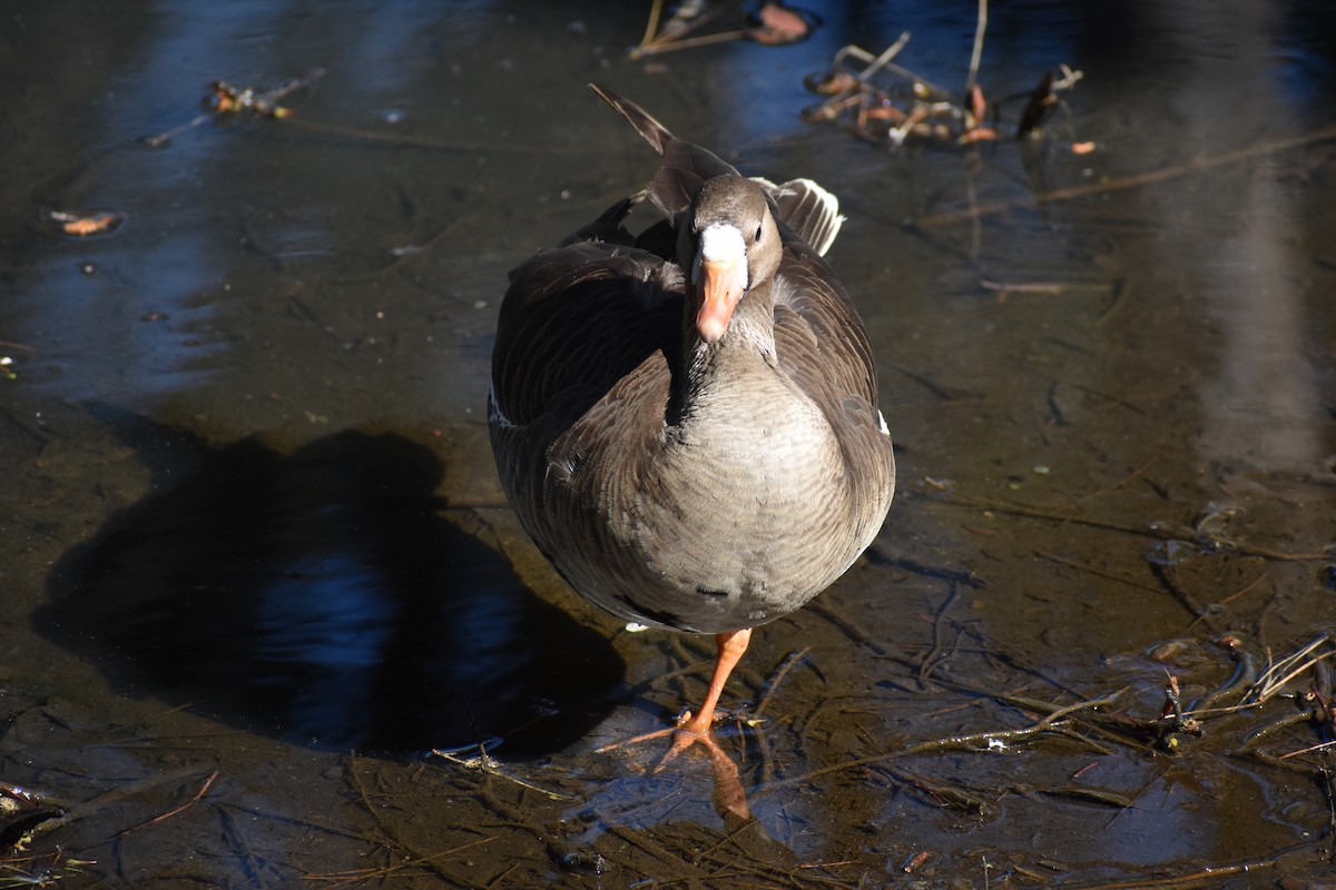 Greater White-fronted Goose - ML618063963