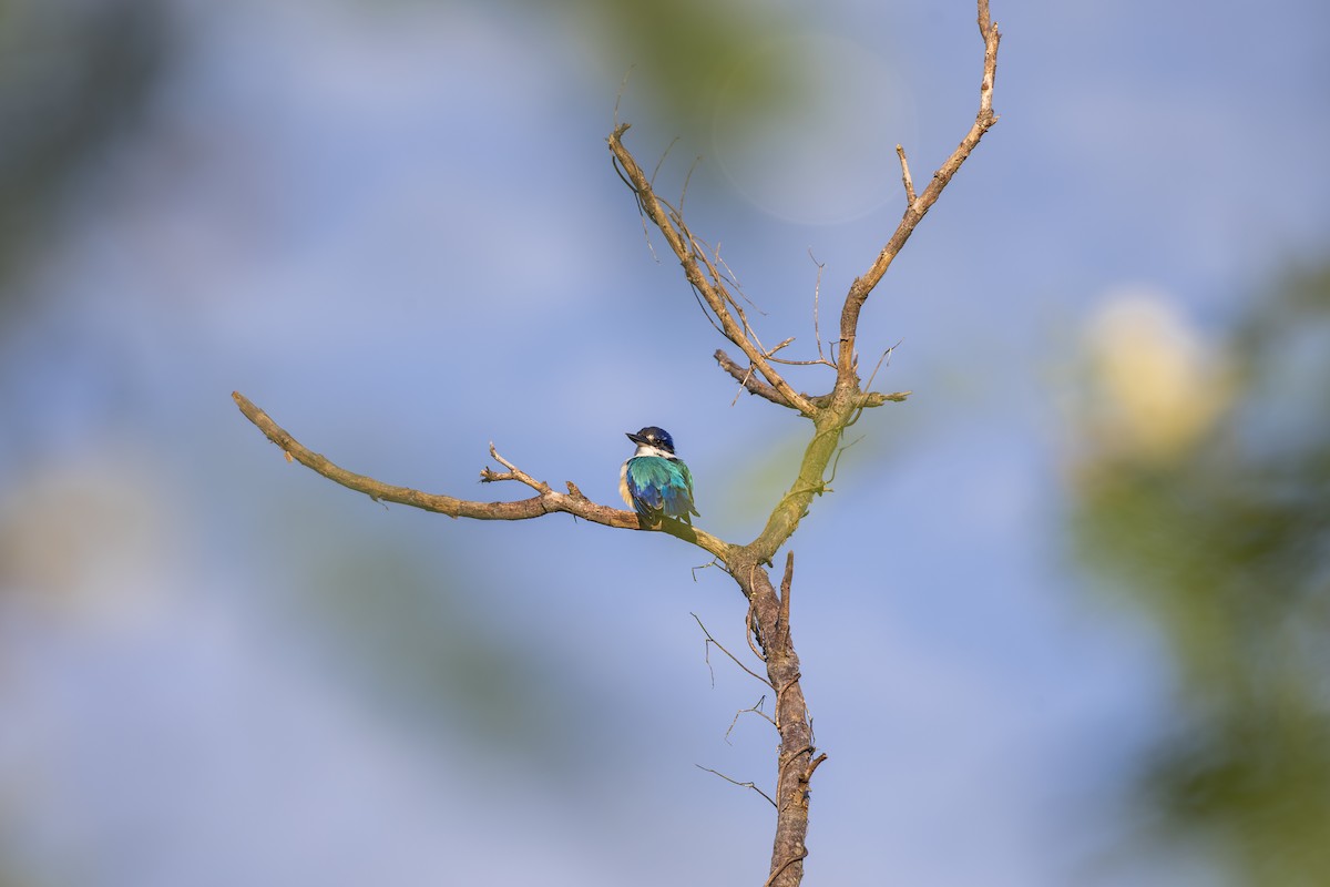 Forest Kingfisher - Dana Cameron