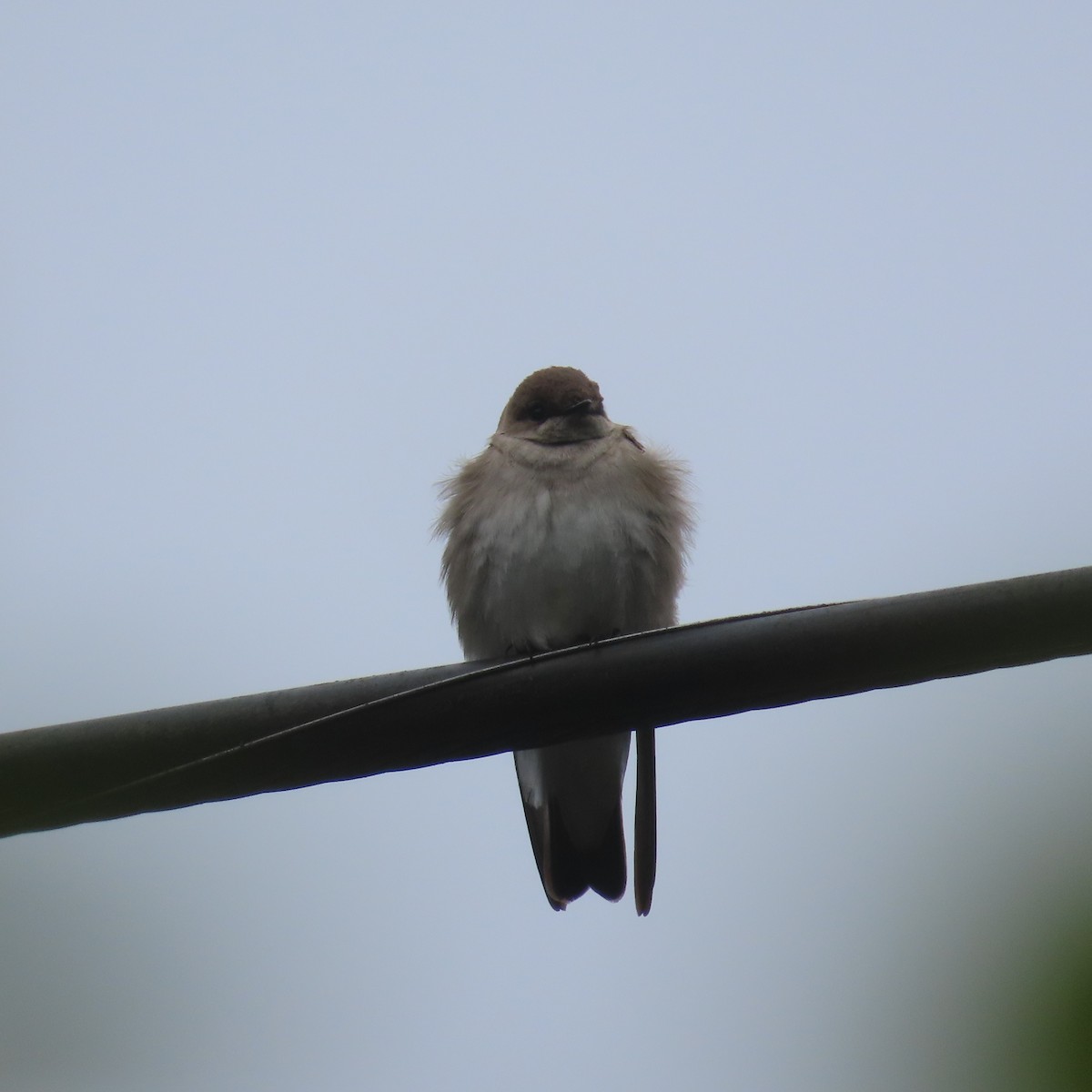 Northern Rough-winged Swallow - Suzanne Beauchesne