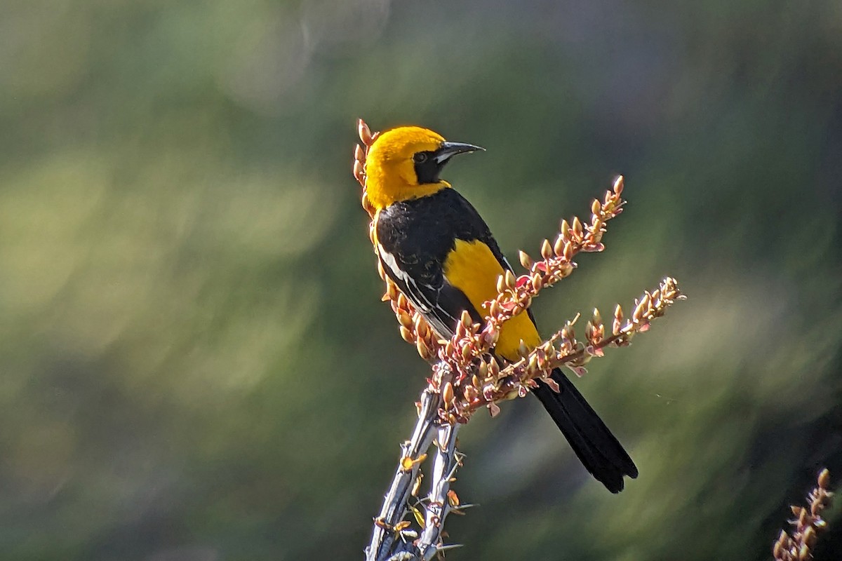 Hooded Oriole (nelsoni Group) - ML618063995