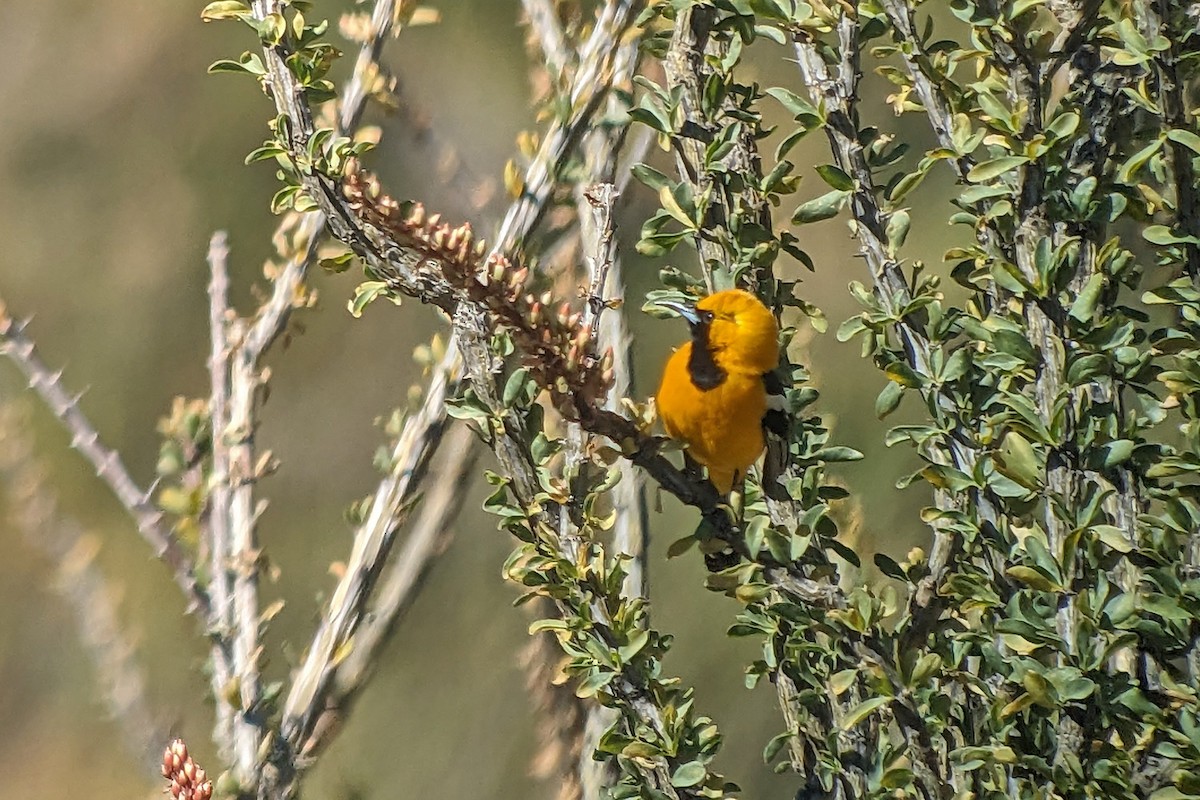 Hooded Oriole (nelsoni Group) - ML618063996