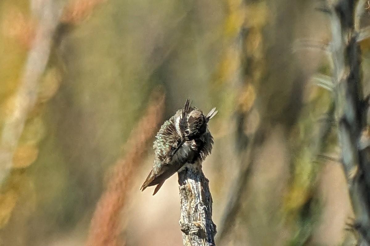 Costa's Hummingbird - ML618064004