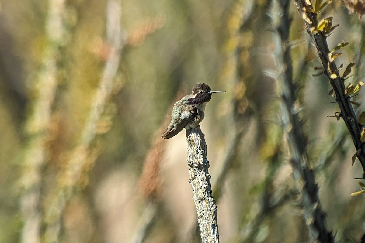 Costa's Hummingbird - ML618064005