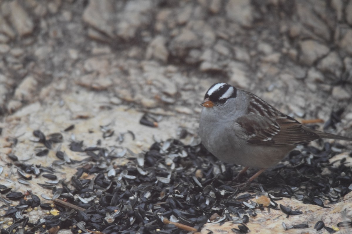 White-crowned Sparrow - ML618064007