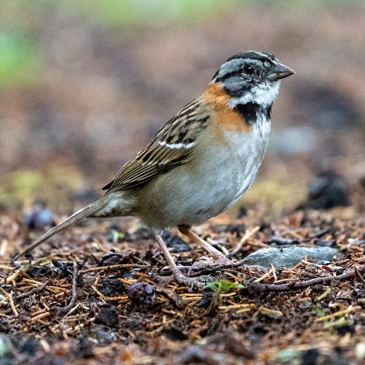 Rufous-collared Sparrow - Anthony Batista
