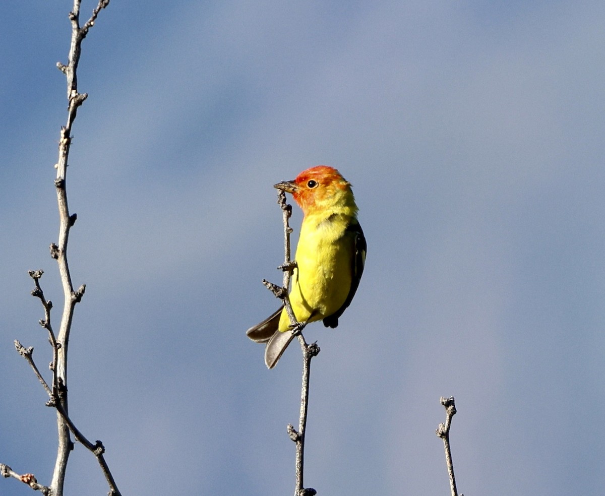 Western Tanager - ML618064106