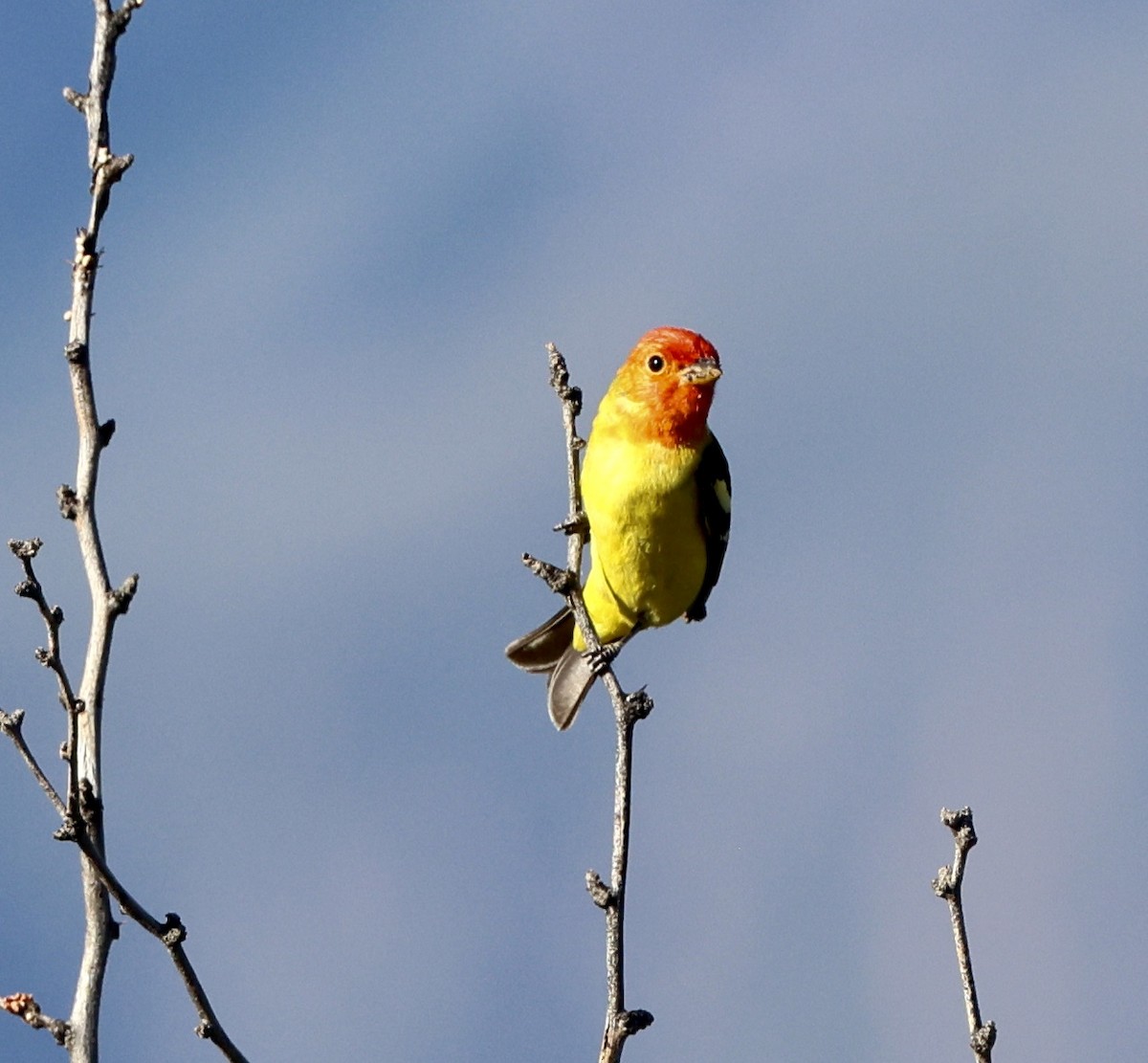 Western Tanager - ML618064107