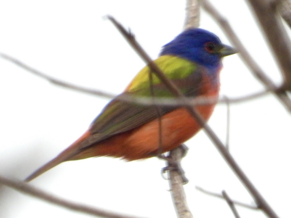 Painted Bunting - ML618064114