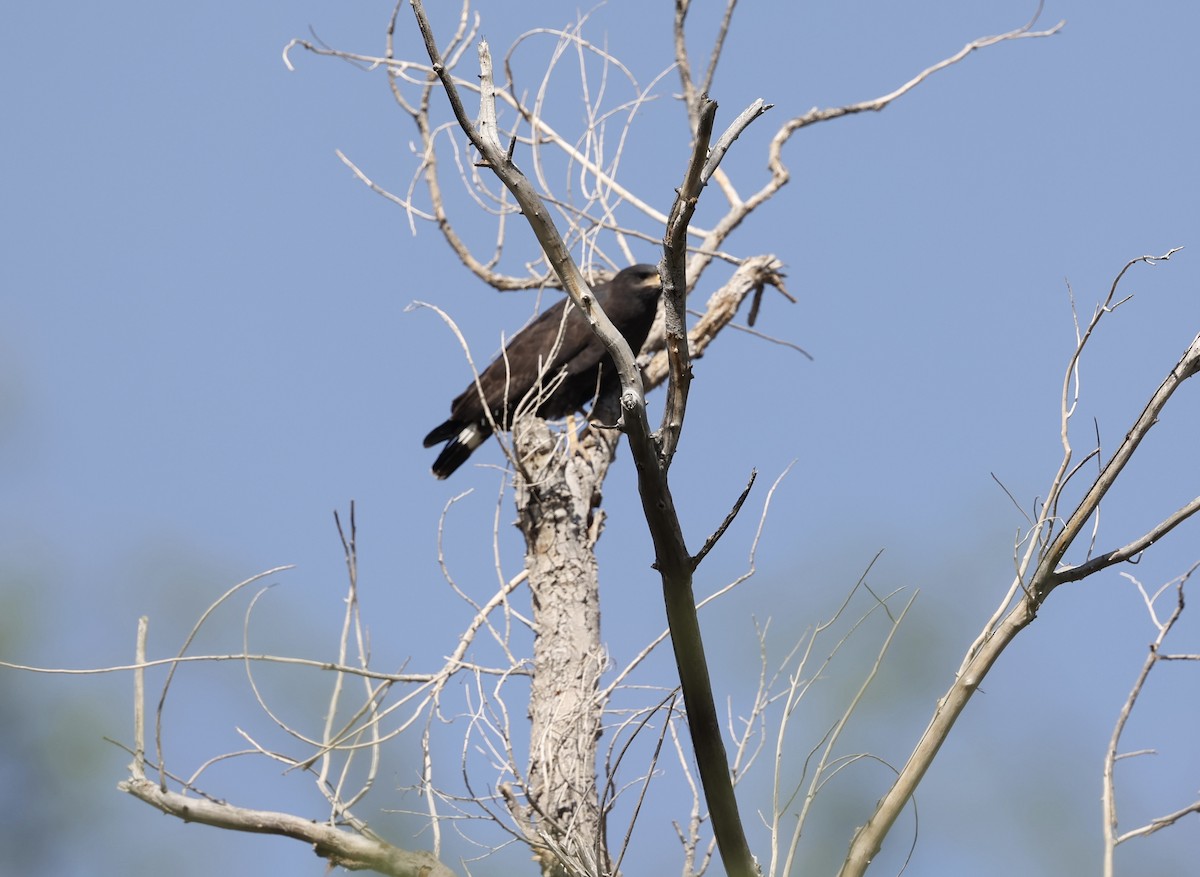 Common Black Hawk - larry nigro